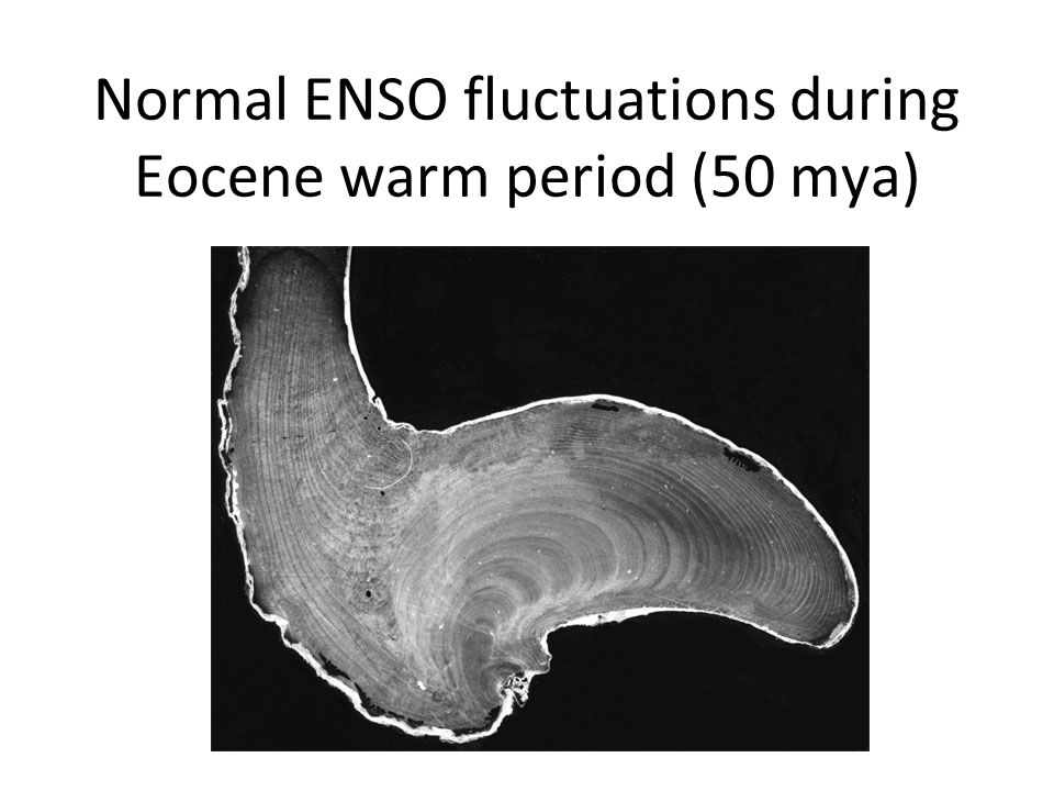 Normal ENSO fluctuations during Eocene warm period (50 mya)