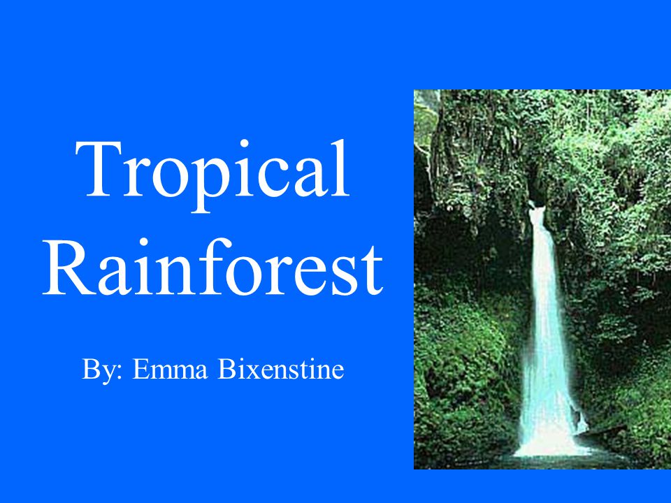 Tropical Rainforest By: Emma Bixenstine