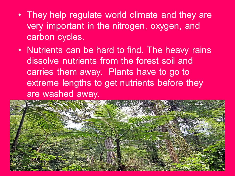 They help regulate world climate and they are very important in the nitrogen, oxygen, and carbon cycles.