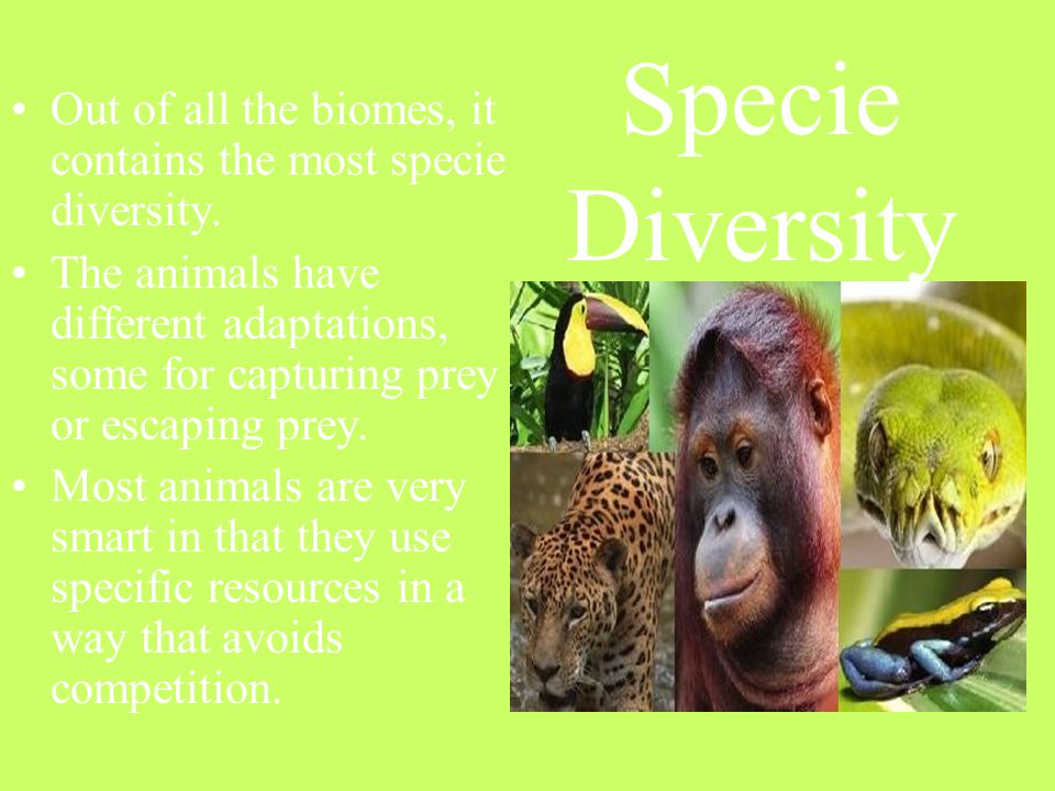 Specie Diversity Out of all the biomes, it contains the most specie diversity.