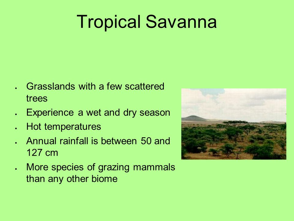 Tropical Savanna Grasslands with a few scattered trees
