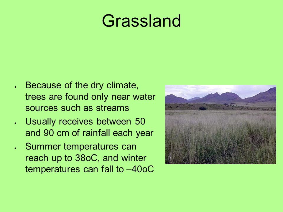 Grassland Because of the dry climate, trees are found only near water sources such as streams.