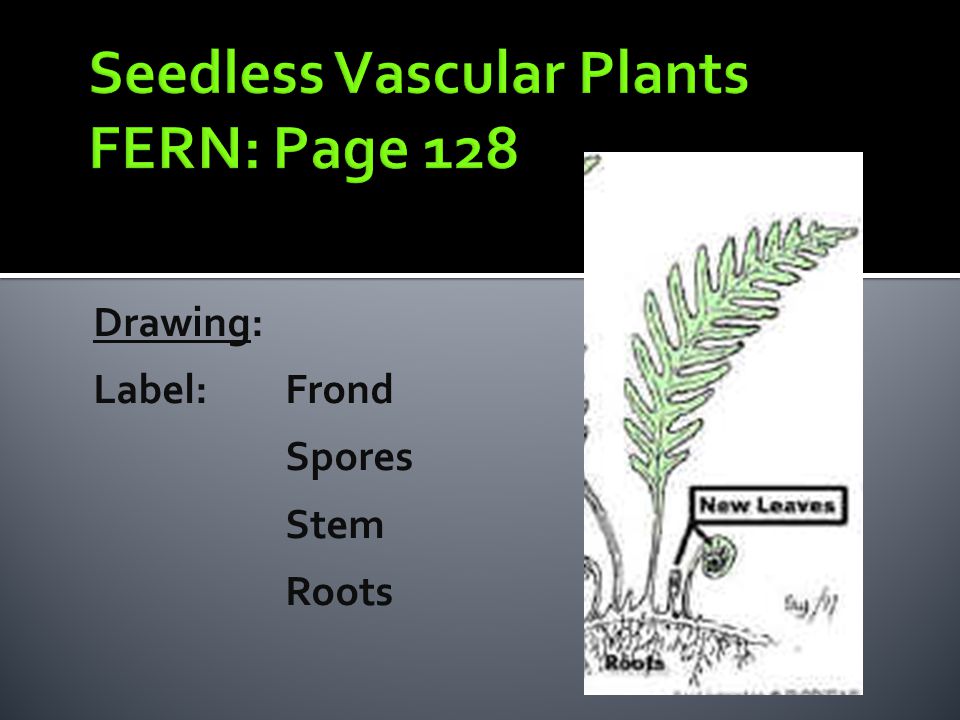 Seedless Vascular Plants FERN: Page 128