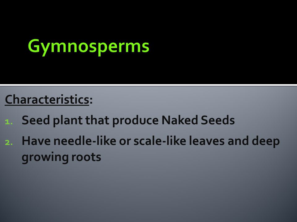 Gymnosperms Characteristics: Seed plant that produce Naked Seeds