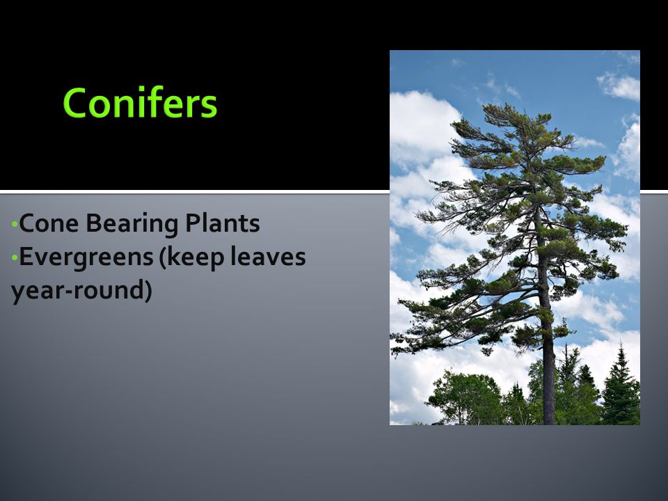 Conifers Cone Bearing Plants Evergreens (keep leaves year-round)