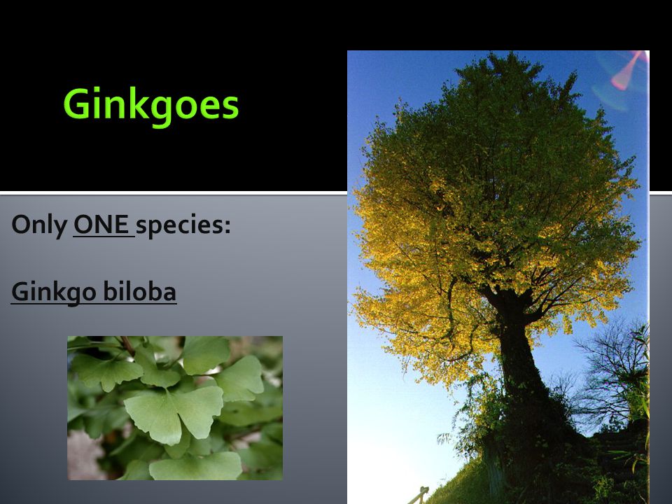 Ginkgoes Only ONE species: Ginkgo biloba