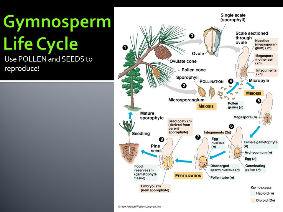 Gymnosperm Life Cycle Use POLLEN and SEEDS to reproduce!