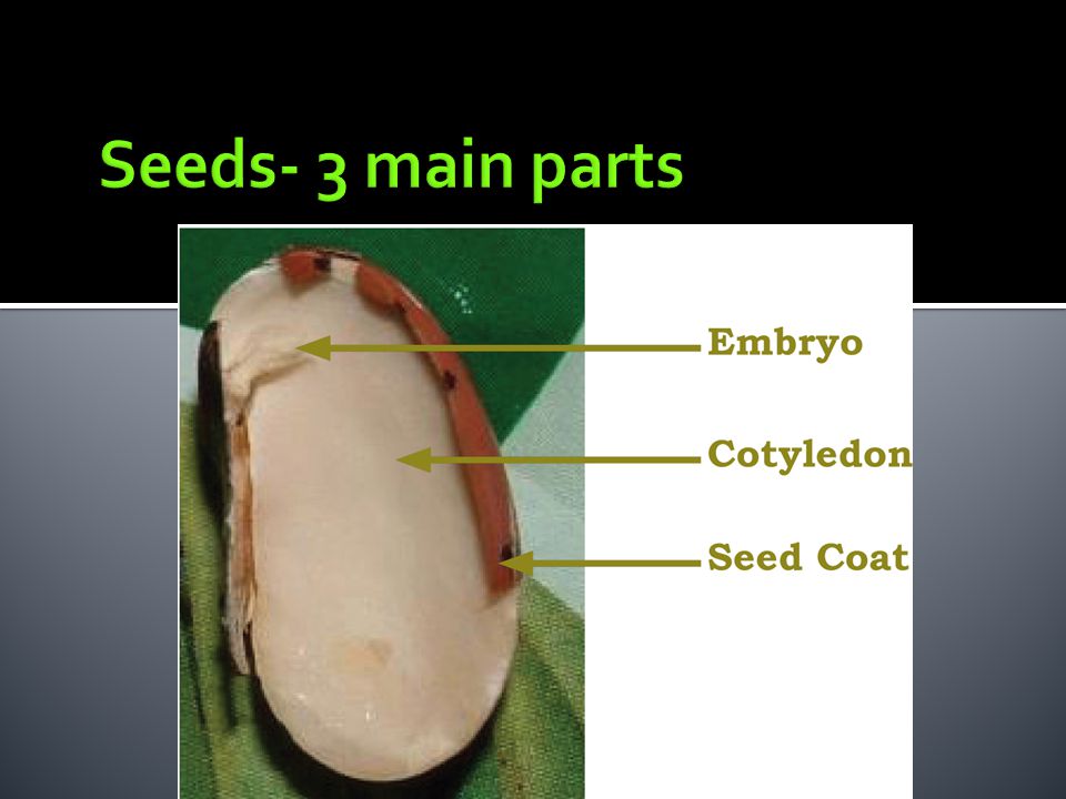Seeds- 3 main parts