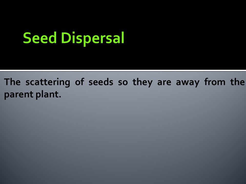 Seed Dispersal The scattering of seeds so they are away from the parent plant.