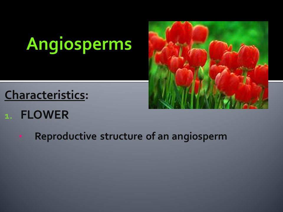Angiosperms Characteristics: FLOWER