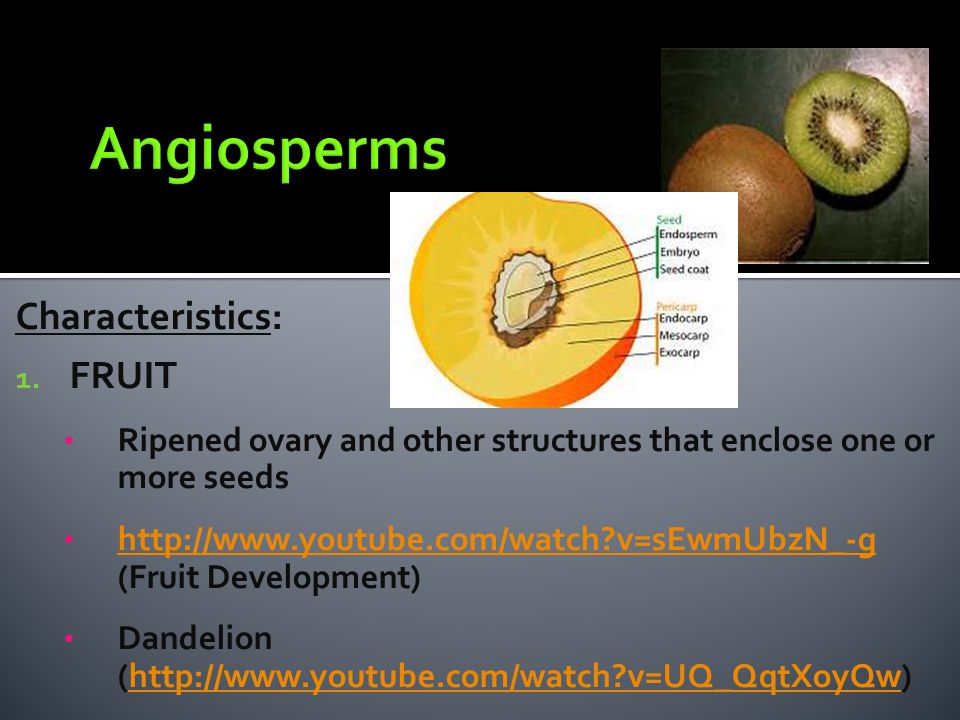 Angiosperms Characteristics: FRUIT