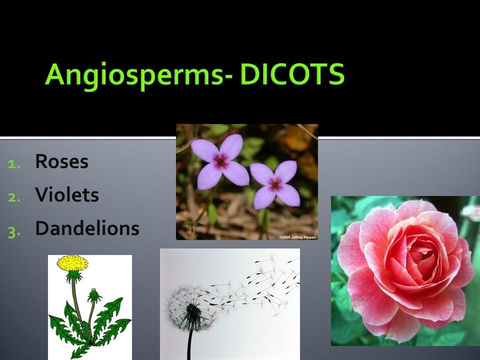 Angiosperms- DICOTS Roses Violets Dandelions