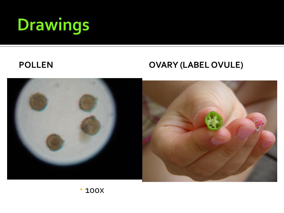 Drawings POLLEN OVARY (Label OVULE) 100x