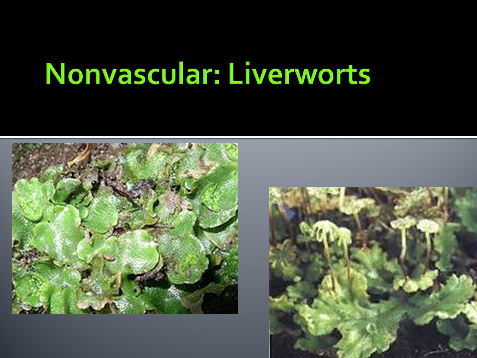 Nonvascular: Liverworts