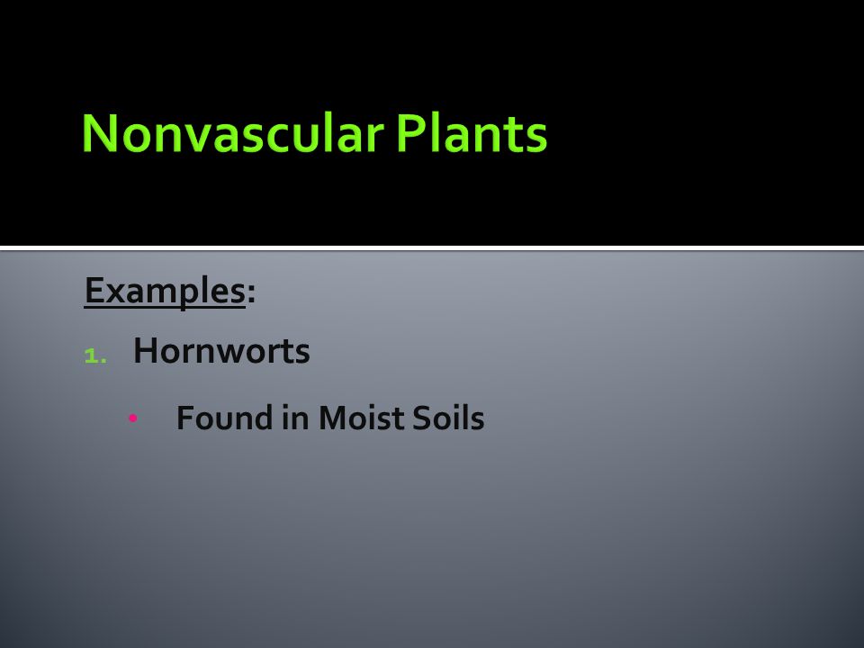 Nonvascular Plants Examples: Hornworts Found in Moist Soils