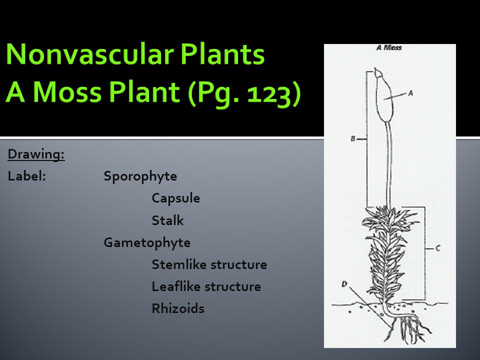 Nonvascular Plants A Moss Plant (Pg. 123)