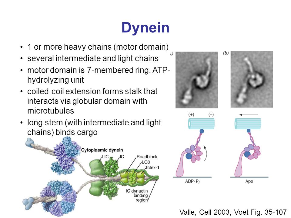 Dynein 1 or more heavy chains (motor domain)