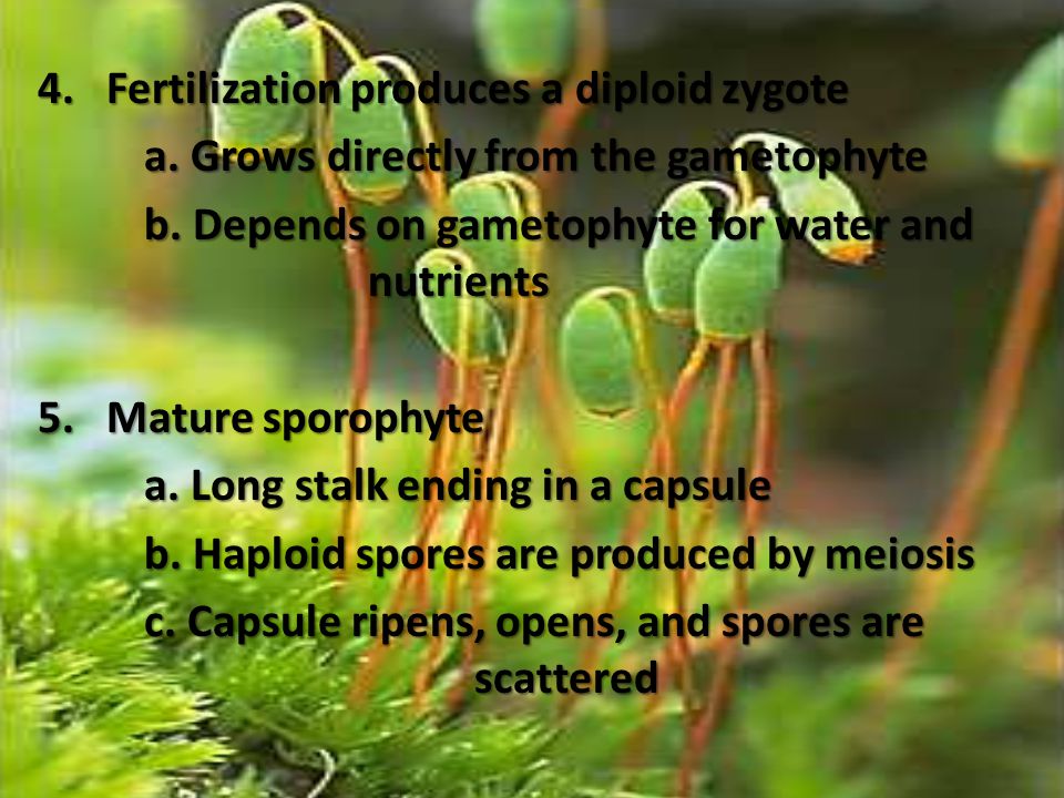 4. Fertilization produces a diploid zygote