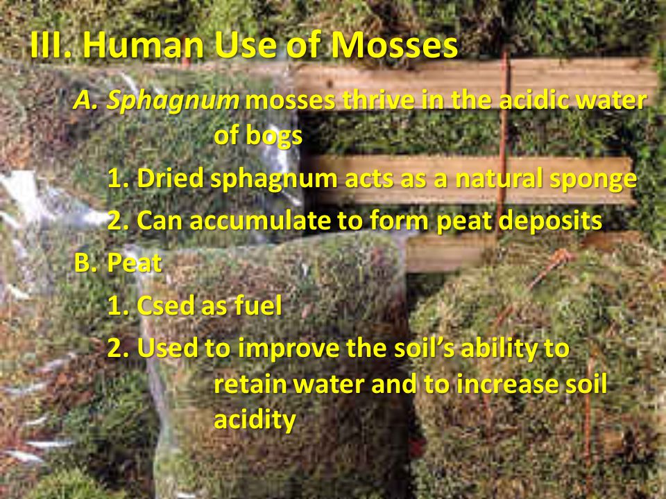 III. Human Use of Mosses Sphagnum mosses thrive in the acidic water of bogs. 1. Dried sphagnum acts as a natural sponge.