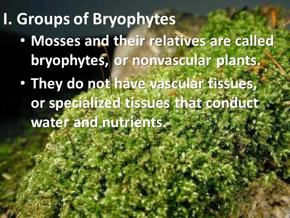 I. Groups of Bryophytes Mosses and their relatives are called bryophytes, or nonvascular plants.