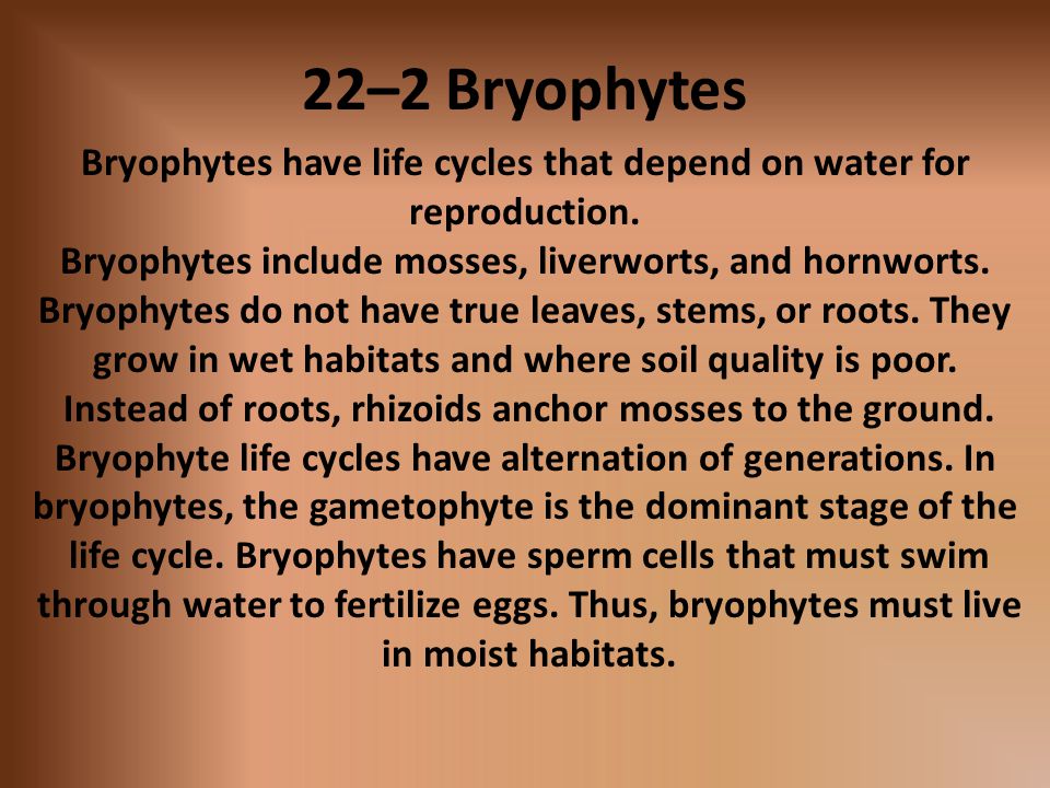 22–2 Bryophytes Bryophytes have life cycles that depend on water for reproduction. Bryophytes include mosses, liverworts, and hornworts.