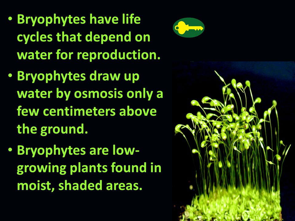 Bryophytes have life cycles that depend on water for reproduction.