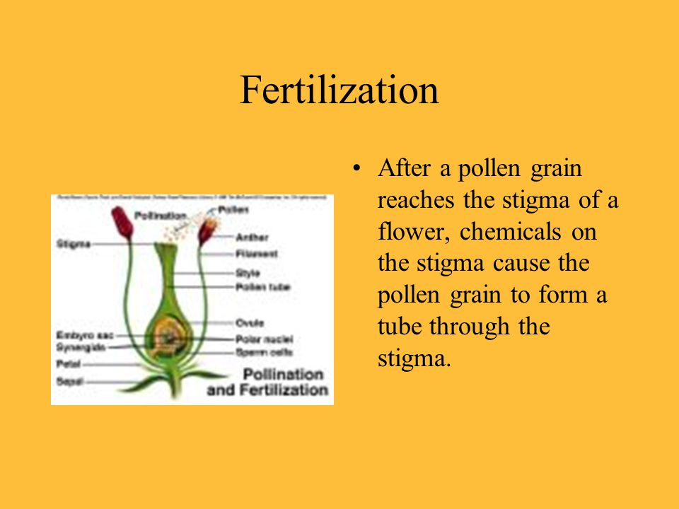 Fertilization After a pollen grain reaches the stigma of a flower, chemicals on the stigma cause the pollen grain to form a tube through the stigma.