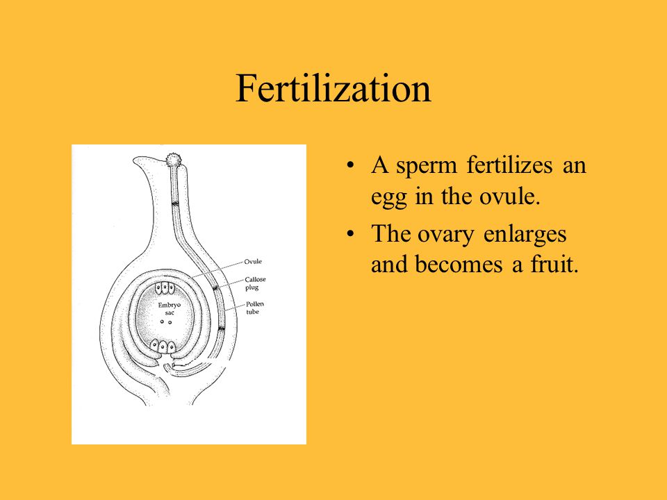Fertilization A sperm fertilizes an egg in the ovule.