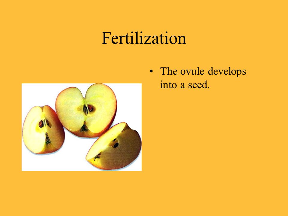 Fertilization The ovule develops into a seed.