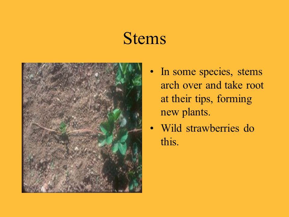 Stems In some species, stems arch over and take root at their tips, forming new plants.