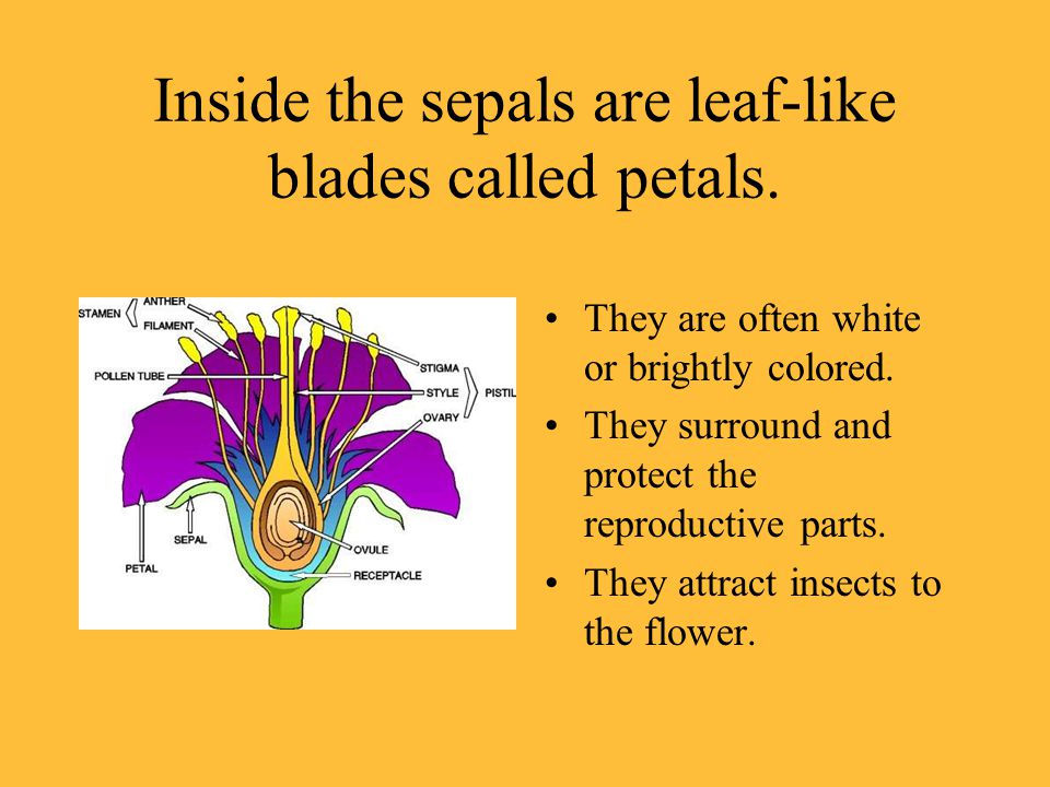 Inside the sepals are leaf-like blades called petals.