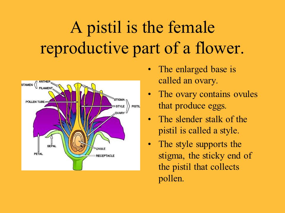 A pistil is the female reproductive part of a flower.