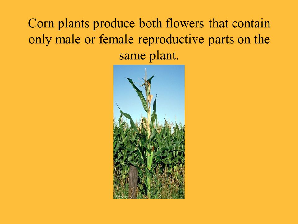 Corn plants produce both flowers that contain only male or female reproductive parts on the same plant.