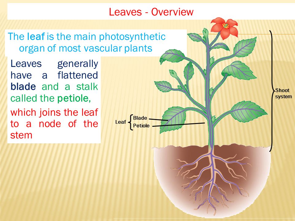 Leaves Overview Shoot System Leaf Blade Petiole Ppt Video Online Download