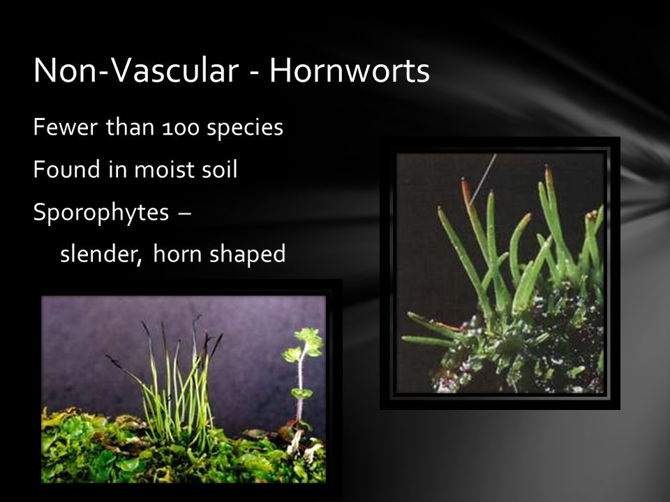 Non-Vascular - Hornworts