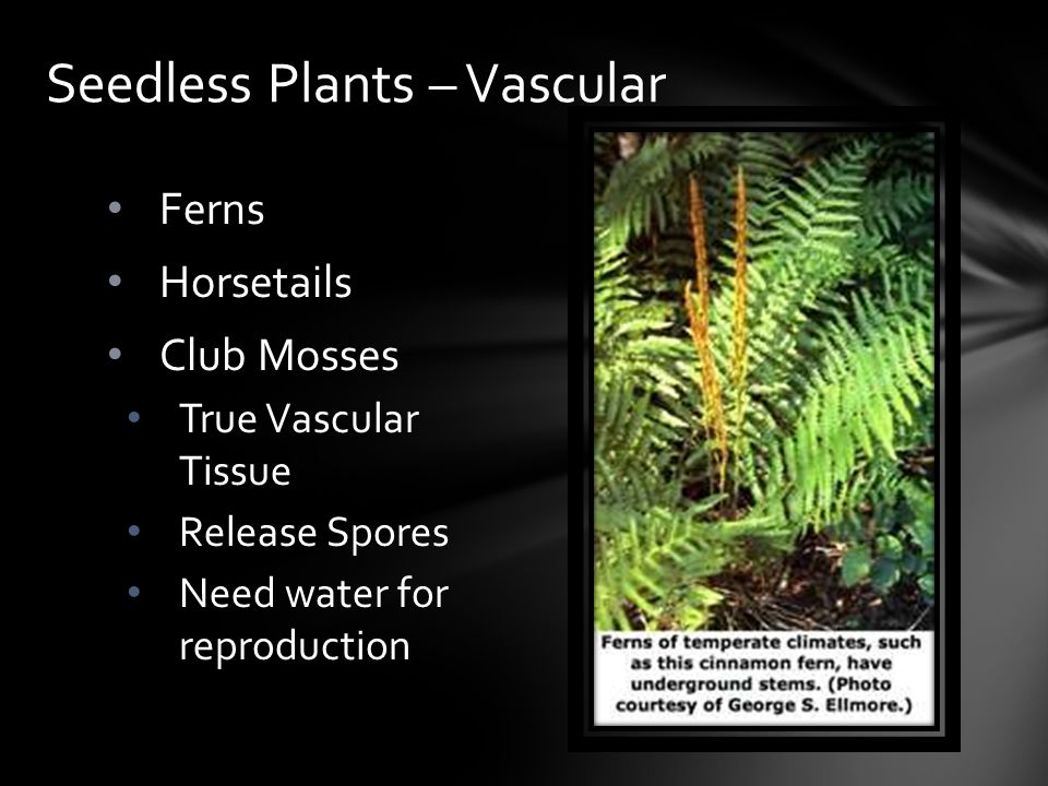 Seedless Plants – Vascular