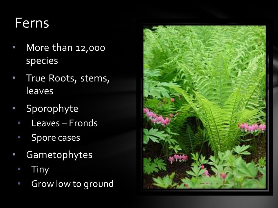Ferns More than 12,000 species True Roots, stems, leaves Sporophyte