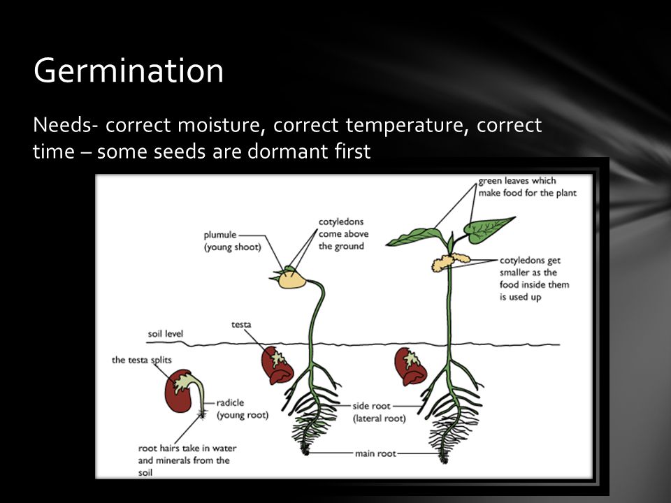 Germination Needs- correct moisture, correct temperature, correct time – some seeds are dormant first.