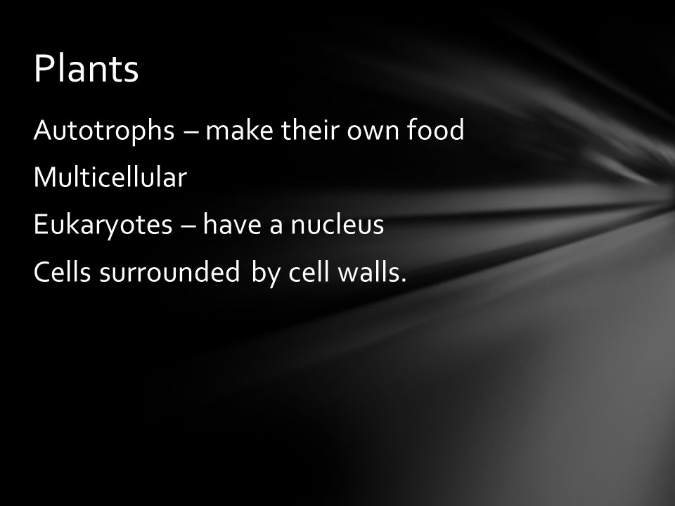 Plants Autotrophs – make their own food Multicellular Eukaryotes – have a nucleus Cells surrounded by cell walls.