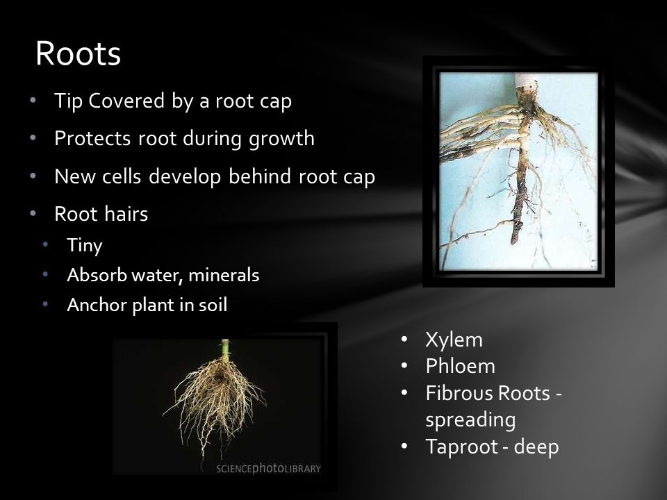 Roots Tip Covered by a root cap Protects root during growth