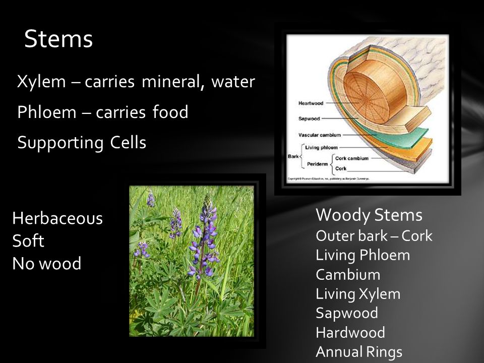 Stems Xylem – carries mineral, water Phloem – carries food Supporting Cells Woody Stems. Outer bark – Cork.