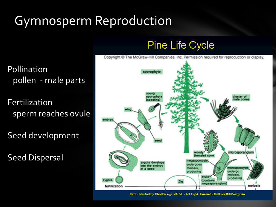 Gymnosperm Reproduction