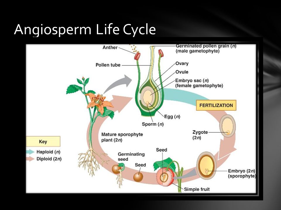 Angiosperm Life Cycle