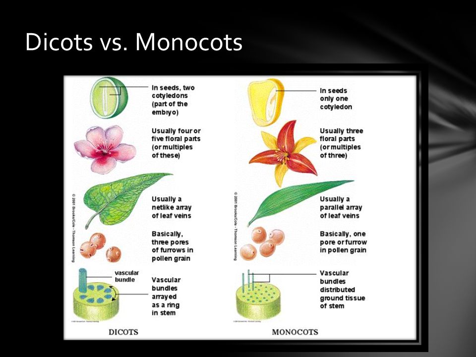 Dicots vs. Monocots