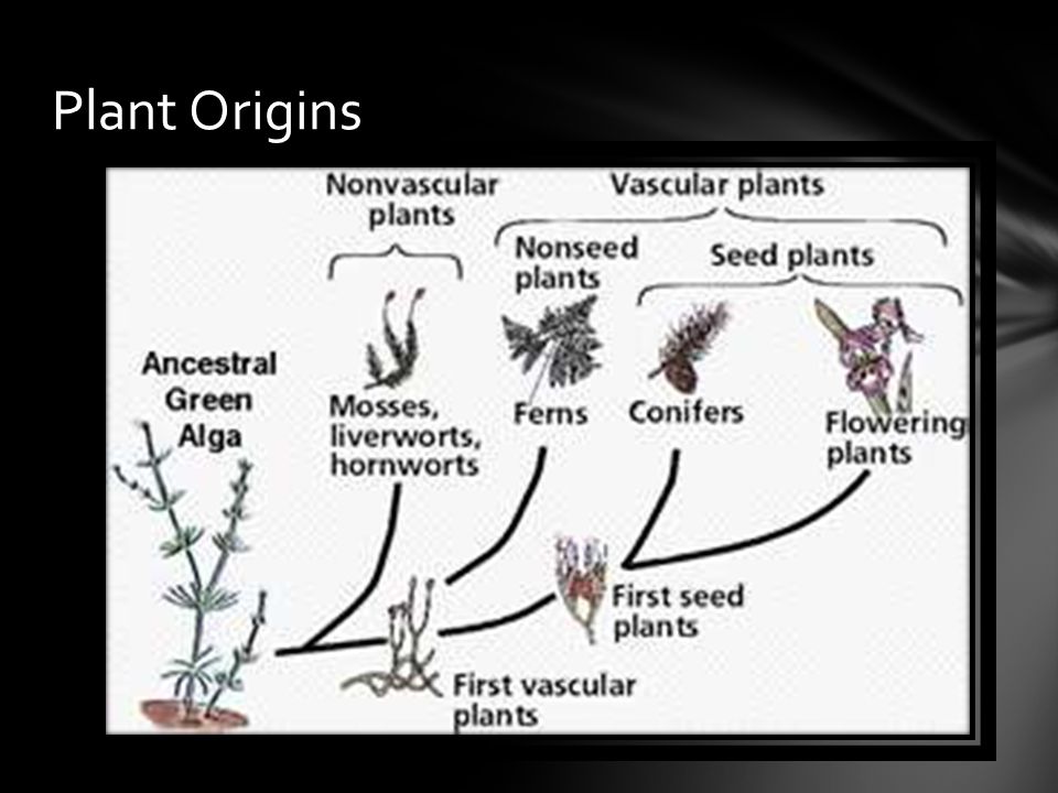 Plant Origins
