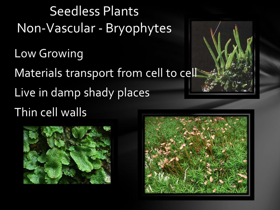 Seedless Plants Non-Vascular - Bryophytes