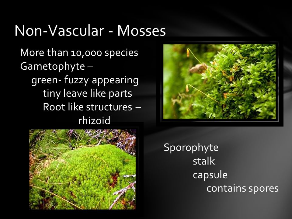 Non-Vascular - Mosses More than 10,000 species Gametophyte –