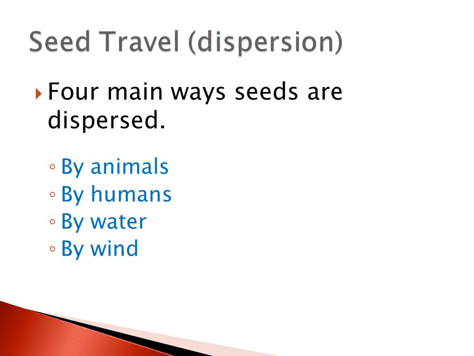Seed Travel (dispersion)