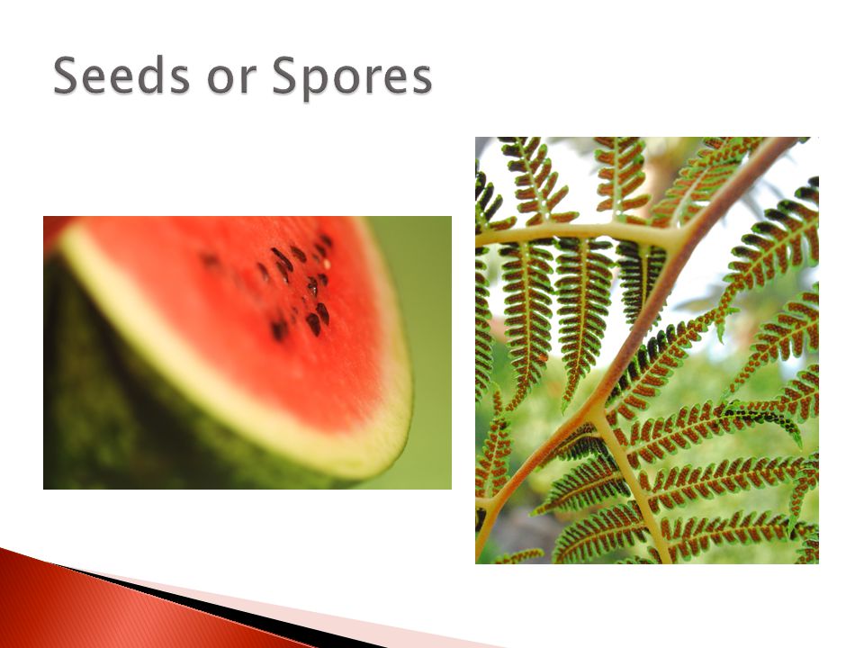 Seeds or Spores