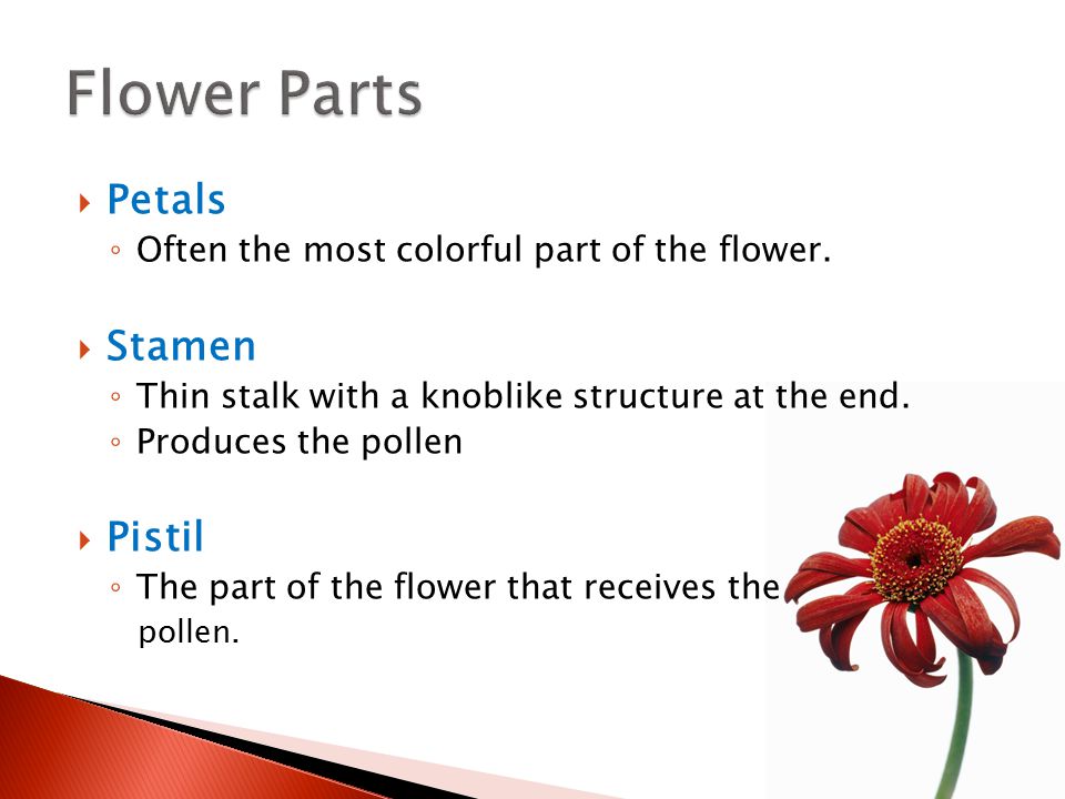 Flower Parts Petals Stamen Pistil